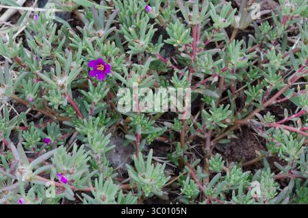 Shaggy Portulaca, Portulaca pilosa Banque D'Images
