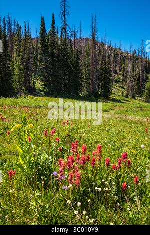 Prairie alpine avec des fleurs sauvages en pleine floraison. Banque D'Images