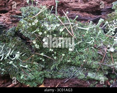 Mousse verte et lichen poussant sur un morceau de vieux bois en décomposition. Banque D'Images