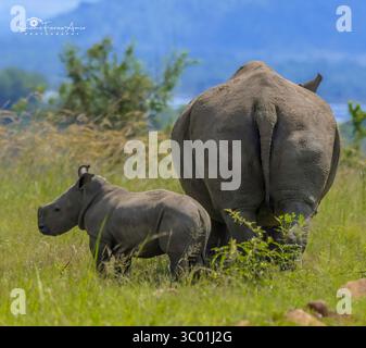 Bébé rhinocéros ou veau rhinocéros avec mère à Pilanesberg pendant safari en Afrique du Sud Banque D'Images