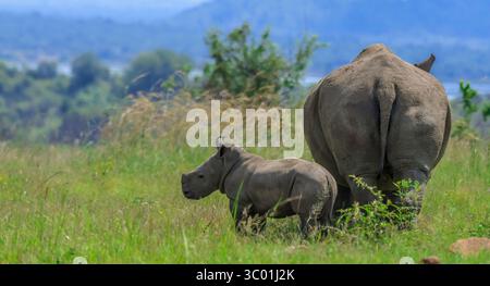 Bébé rhinocéros ou veau rhinocéros avec mère à Pilanesberg pendant safari en Afrique du Sud Banque D'Images
