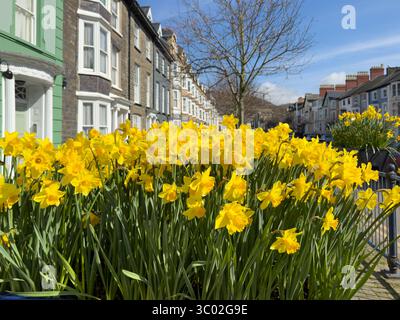 Jonquilles printanières embellissant une rue Aberystwyth sur la côte du pays de Galles Banque D'Images