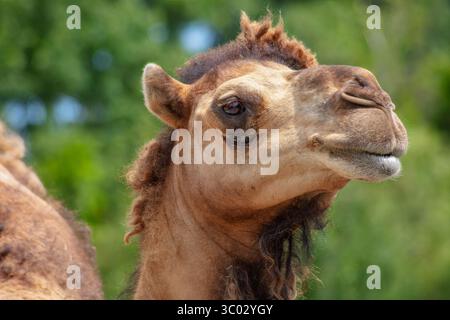 Magnifique portrait de chameau montrant une expression douce et des traits du visage détaillés. Tête d'animal du désert en gros plan avec un éclairage naturel doux et un dos vert Banque D'Images