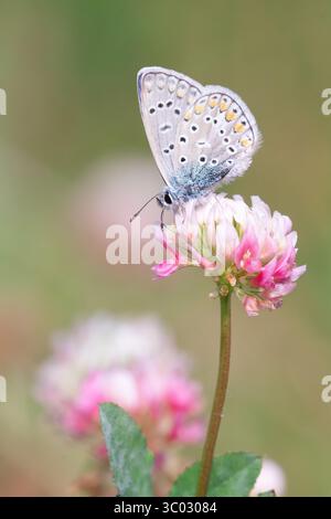 Un papillon bleu commun européen perché sur un trèfle alsike dans le parc Taylor Creek de Toronto, en Ontario. Banque D'Images