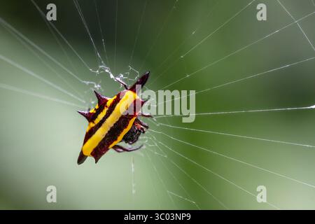 Tissage d'orbes épineuses ou araignée juvénile du Nord (Gasteracantha fornicata) sur sa toile, Cairns, extrême nord du Queensland, Australie Banque D'Images