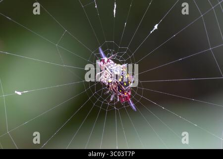 Vue ventrale d'un tisserand d'orbes épineux ou d'une araignée joyeuse du Nord (Gasteracantha fornicata) sur son web, Cairns, extrême nord du Queensland, Australie Banque D'Images