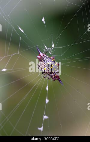 Vue ventrale d'un tisserand d'orbes épineux ou araignée bordée de joyaux (Gasteracantha fornicata) sur sa toile avec stabilimentum, Cairns, extrême nord du Queensland, Banque D'Images