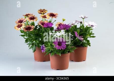 Tournesols violets, blancs et jaunes fleurissant dans des pots fond de nature isolé avec chemin de découpage Banque D'Images