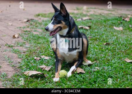 Un Koolie est une race australienne de chien de troupeau ou de berger, en Australie Banque D'Images