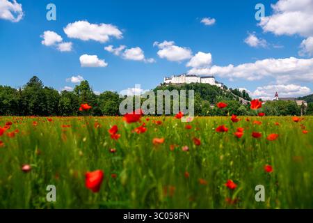 27 mai 2020, Salzbourg, Autriche : Salzbourg, Autriche. 29th. Mai 2020. Le château de Hohensalzburg sur le Festungsberg à Salzbourg vu d'un champ de coquelicots rouges. (Crédit image : © Christoph Obersch/Gonzales photo via ZUMA Press) Banque D'Images