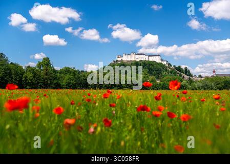 27 mai 2020, Salzbourg, Autriche : Salzbourg, Autriche. 29th. Mai 2020. Le château de Hohensalzburg sur le Festungsberg à Salzbourg vu d'un champ de coquelicots rouges. (Crédit image : © Christoph Obersch/Gonzales photo via ZUMA Press) Banque D'Images