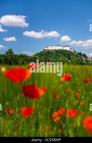 27 mai 2020, Salzbourg, Autriche : Salzbourg, Autriche. 29th. Mai 2020. Le château de Hohensalzburg sur le Festungsberg à Salzbourg vu d'un champ de coquelicots rouges. (Crédit image : © Christoph Obersch/Gonzales photo via ZUMA Press) Banque D'Images