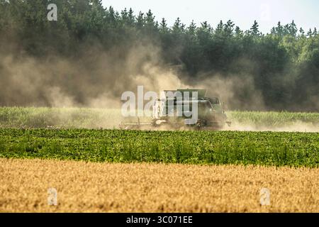 Mähdrescher BEI der Getreideernte wirbelt riesige Staubwolken auf, Problem Trockenheit, Landkreis München, Juli 2025 Deutschland, Landkreis München, juillet 2025, Mähdrescher BEI der Getreideernte, wirbelt riesige Staubwolken auf, Problem Trockenheit, Staubwolken hängen in der Luft, Feld, Boden ist trocken, Landwirtschaft, Mähdrescher John Deere T670i, Wetter, Klima, Sommer, Oberbayern, Bayern, *** moissonneuse-batteuse soulevant d'énormes nuages de poussière pendant la récolte des céréales, problème de sécheresse, district de Munich, juillet 2025 Allemagne, district de Munich, juillet 2025, moissonneuse-batteuse soulevant d'énormes nuages de poussière pendant Banque D'Images