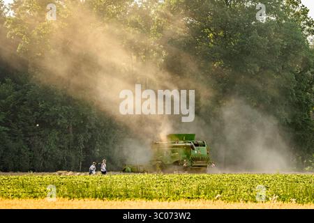 Mähdrescher BEI der Getreideernte wirbelt riesige Staubwolken auf, Problem Trockenheit, Landkreis München, Juli 2025 Deutschland, Landkreis München, juillet 2025, Mähdrescher BEI der Getreideernte, wirbelt riesige Staubwolken auf, Problem Trockenheit, Staubwolken hängen in der Luft, die Abendsonne lässt die Staubwolken leuchten, Boden ist trocken, Landwirtschaft, Mähdrescher John Deere T670i, Wetter, Klima, Sommer, Oberbayern, Bayern, *** moissonneuse-batteuse soulevant d'énormes nuages de poussière pendant la récolte des céréales, problème de sécheresse, district de Munich, juillet 2025 Allemagne, district de Munich, juillet 2025, combine har Banque D'Images