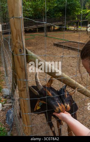 Une personne nourrit une chèvre curieuse à travers une clôture en fil de fer, tandis que l'animal tend la main avec ses longues cornes dans une cour fermée de ferme Banque D'Images