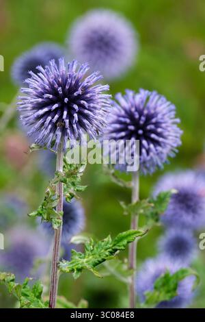 Echinops ritro Veitch's Blue, petit chardon globe, têtes de fleurs sphériques bleues en été Banque D'Images