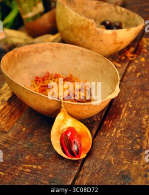 30 décembre 2016 - GRD - à la plantation d'épices Dougaldston Estate, les guides craquent les gousses de noix de muscade ouvertes pour révéler la noix à l'intérieur enveloppée de matière végétale rouge qui est transformée en masse. (Crédit image : © Katherine Rodeghier/Chicago Tribune/TNS via ZUMA Wire) Banque D'Images