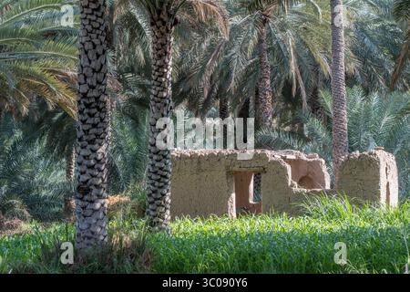 22 janvier 2017 - Oman - structure en pierre brisée parmi les palmiers dattiers à Birkat Al Mouz en Oman (crédit image : © Edwin Remsberg / Vwpics/VW pics via ZUMA Wire) Banque D'Images