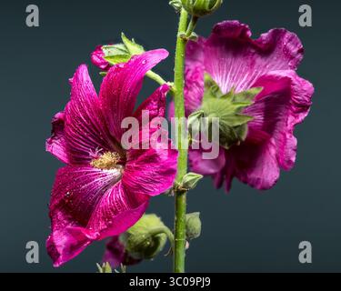 Fleurs de malva rose sur fond gris Banque D'Images