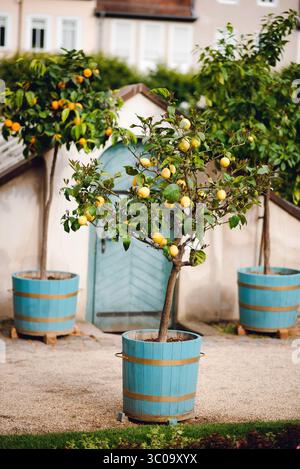 Citronniers dans Blue pots sur chemin rustique Banque D'Images