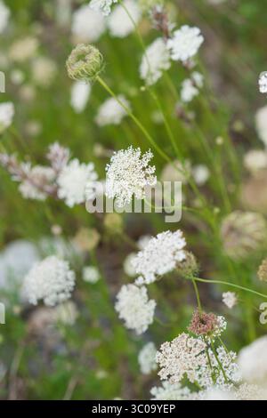 Dentelle de la Reine Anne en fleurs dans un décor de prairie Banque D'Images