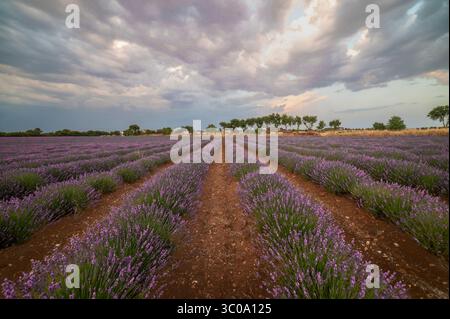 Capturer la tranquillité et l'abondance de la beauté de la nature. Banque D'Images