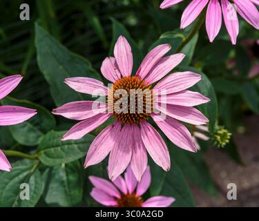 gros plan d'un coneflower dans le jardin arrière Banque D'Images