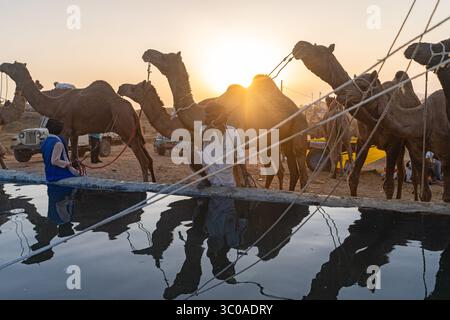 Pushkar Camel Fair, 2024, Rajasthan, Inde Banque D'Images