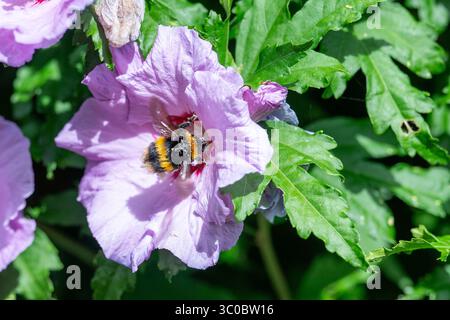 Bourdon à queue blanche ( Bombus lucorum ) recouvert de pollen recueilli dans un buisson d'hibiscus rose dans les jardins , Sussex , Angleterre Royaume-Uni juillet 2025 Banque D'Images