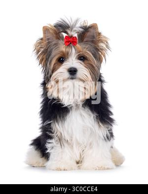 Mignon jeune adulte Biewer Yorkshire Terrier chien, assis face à l'avant. Cheveux attachés avec un noeud papillon rouge. Je regarde directement la caméra. Isolé sur un blanc Banque D'Images