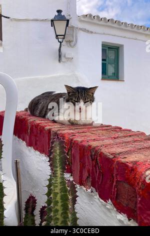 FRIGILIANA, ESPAGNE - 10 MAI 2025 : une promenade paisible dans les charmantes rues étroites, entourées de maisons blanchies à la chaux et de fleurs colorées à Frigil Banque D'Images
