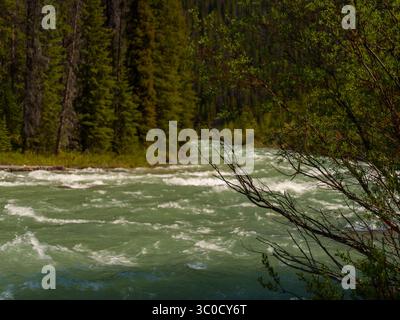 Rivière de montagne verdoyante entourée d'une dense forêt de pins, capturée dans les Rocheuses canadiennes Banque D'Images