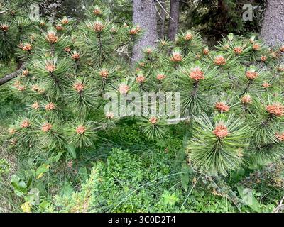 Amas de cônes polliniques mâles sur la branche du pin bosniaque (Pinus heldreichii), un conifère subendémique des Balkans, Vitosha Mountain, Bulgarie, Europe du Sud-est Banque D'Images