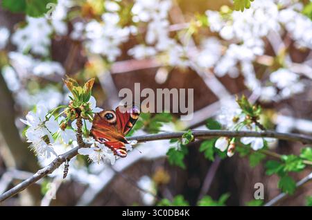 Papillon rouge et noir paon se trouve sur la branche de délicates fleurs de cerisier blanc. Atmosphère de jardin fleuri printanier. Banque D'Images
