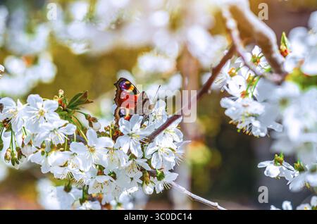 Papillon rouge et noir paon se trouve sur la branche de délicates fleurs de cerisier blanc. Atmosphère de jardin fleuri printanier. Banque D'Images