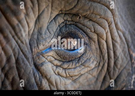 Gros plan de l'oeil d'un éléphant d'Asie regardant la caméra en Thaïlande, en Asie Banque D'Images