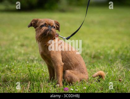 Griffon belge. Drôle de chien de race Griffon belge assis sur la pelouse. Banque D'Images