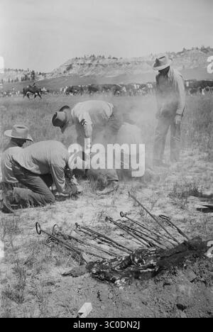 21 août 2018 - Montana, États-Unis - Branding a Calf, Quarter Circle U Roundup, Montana, États-Unis, Arthur Rothstein, Farm Security Administration, juin 1939 (crédit image : © JT Vintage/Glasshouse via ZUMA Wire) Banque D'Images