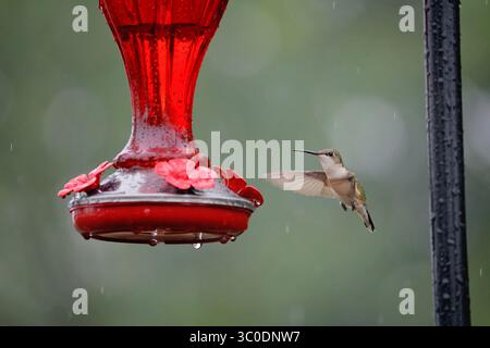 Ruby a jeté une femelle colibri visitant une mangeoire de nectar de colibri. Banque D'Images