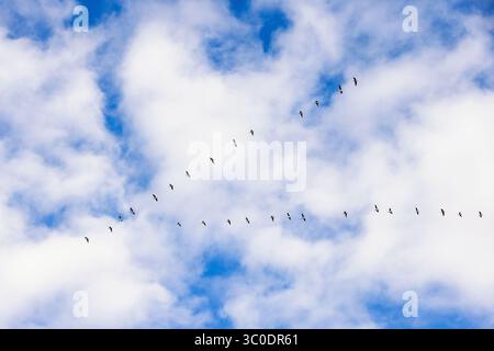 Troupeau d'oies volant en formation V dans le ciel Banque D'Images