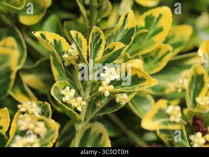 Un gros plan d'un Euonymus doré panaché en fleur en été. ROYAUME-UNI. Banque D'Images