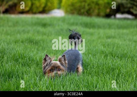 Un petit chien à longue fourrure est couché bas dans une pelouse verte vibrante, observant curieusement son environnement dans un environnement extérieur serein. Le réglage est b Banque D'Images