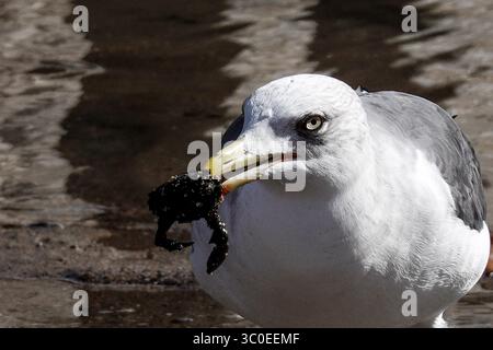 30 octobre 2018 - Lisbonne, Portugal - Une mouette attrape un crabe sur la rive du Tage. (Crédit image : © Nir Alon/ZUMA Wire) Banque D'Images