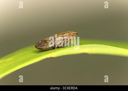 Alder mousse cigale (Aphrophora alni), Valais, Suisse Banque D'Images