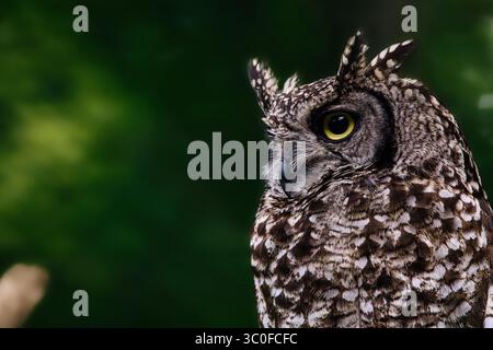 Hibou portrait créatures de la nuit faune chasseur de nuit forêt nature Banque D'Images