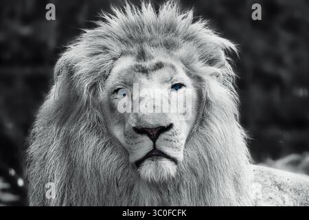 gros plan portrait d'un lion Banque D'Images