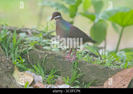 Caille-colombe bridée (Geotrygon mystacea), debout sur une bûche sur le plancher forestier, Guadaloupe, Antilles. Banque D'Images