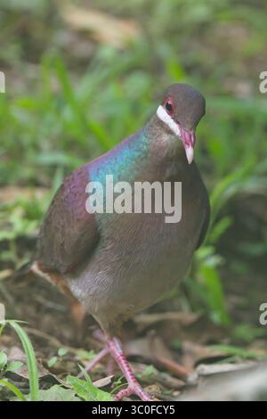 Caille-colombe bridée (Geotrygon mystacea), marchant sur le sol forestier, proche, Guadaloupe, Antilles. Banque D'Images