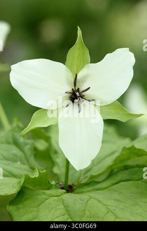 Trillium simile, ou Jeweled Wake-robin, avec trois pétales blancs et centre violet dans un jardin anglais ombragé. ROYAUME-UNI Banque D'Images