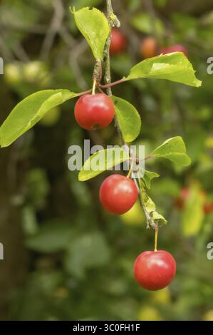 Prunes mirabelle rouges mûres suspendues à une branche, prêtes à être récoltées dans un verger d'été Banque D'Images